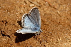Polyommatus eros