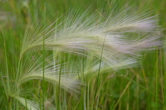Hordeum jubatum
