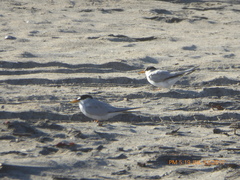 Sternula antillarum browni