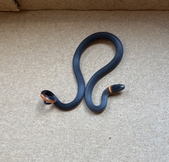 Diadophis punctatus similis