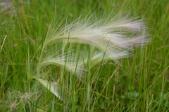 Hordeum jubatum