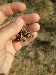 Atriplex pacifica