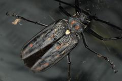 Batocera