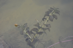 Potamogeton perfoliatus