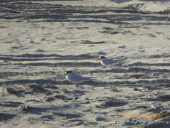 Sternula antillarum browni