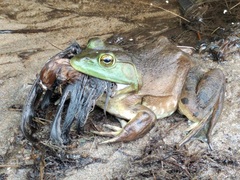 American Bullfrog photo 5