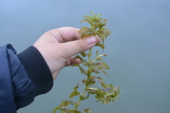 Potamogeton perfoliatus