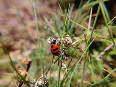 Coccinella monticola