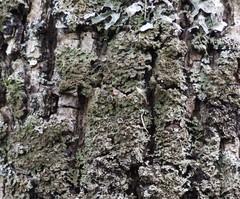 Physconia perisidiosa