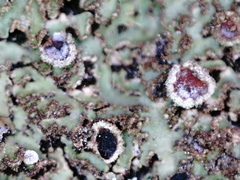 Physconia perisidiosa