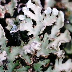 Physconia perisidiosa