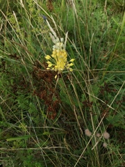 Allium flavum