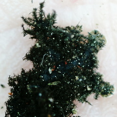 Physconia perisidiosa