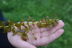 Potamogeton perfoliatus