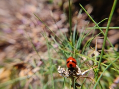 Coccinella monticola