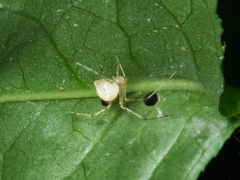 Chrysso lingchuanensis