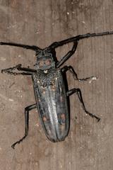 Batocera