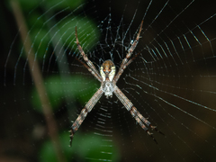 Argiope perforata