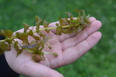 Potamogeton perfoliatus