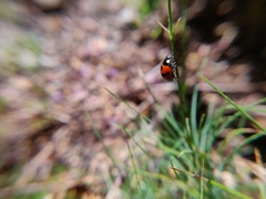 Coccinella monticola