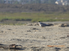 Sternula antillarum browni