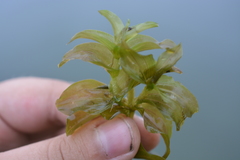 Potamogeton perfoliatus
