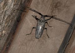 Batocera