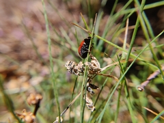 Coccinella monticola