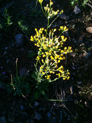 Senecio integerrimus