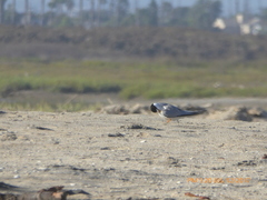 Sternula antillarum browni