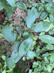Lyonia mariana