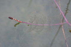 Myriophyllum