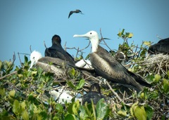 Fregata magnificens