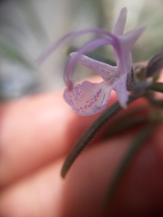 Salvia rosmarinus