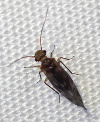 Philotarsus californicus