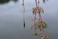Myriophyllum