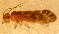 Philotarsus californicus