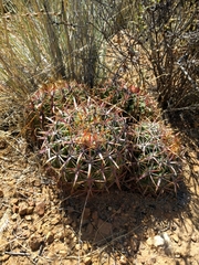 Ferocactus viridescens