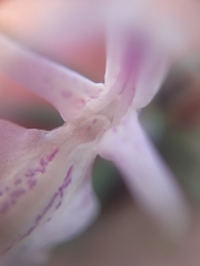 Salvia rosmarinus