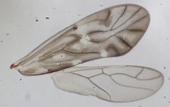 Philotarsus californicus