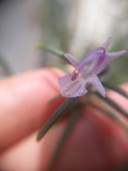 Salvia rosmarinus