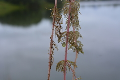 Myriophyllum