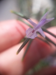 Salvia rosmarinus