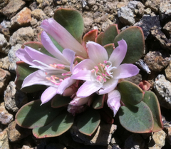Lewisia kelloggii