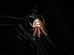 Araneus ejusmodi