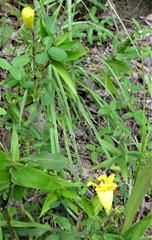 Aureolaria grandiflora