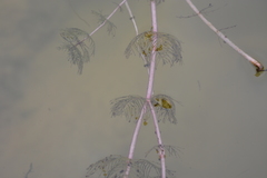 Myriophyllum