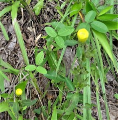 Aureolaria grandiflora