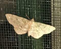 Hypagyrtis piniata