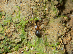 Phrurolithidae